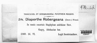 Plagiostoma robergeanum image